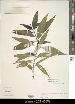 Justicia secunda Vahl Justicia secunda Vahl. Foto Stock