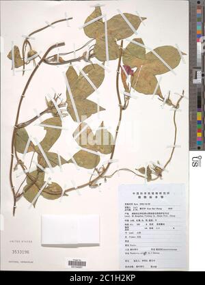 Ipomoea nil L Roth Ipomoea nil L Roth. Foto Stock