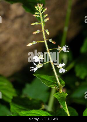 Fiori bianchi d'estate nella punta del fiore selvatico del bosco britannico, la vasta ombra di incantatore di lievito, Circaea lutetiana Foto Stock