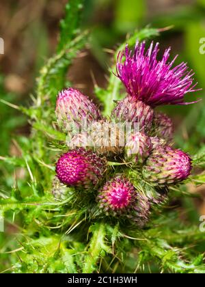 Primo piano della testa del fiore del tistello paludoso, Cirsium palustre, un fiore selvaggio britannico in fiore d'estate Foto Stock