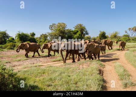 Elefanti di mandria nella savana Foto Stock