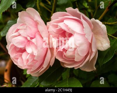 Fiori rosa della fioritura estiva fiorisce rosa cespuglio, Rosa 'Natasha Richardson' Foto Stock