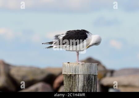 Grande gabbiano nero-backed sul Mar baltico in autunno Foto Stock