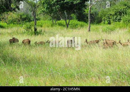 Gruppo misto di Roe Deer in ambiente erboso Foto Stock