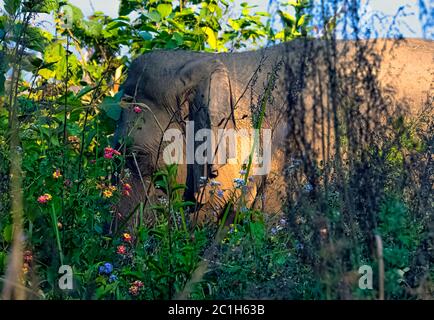 Elefante indiano (Elephas maximus indicus) nascosto nel cespuglio - Jim Corbett National Park, India Foto Stock