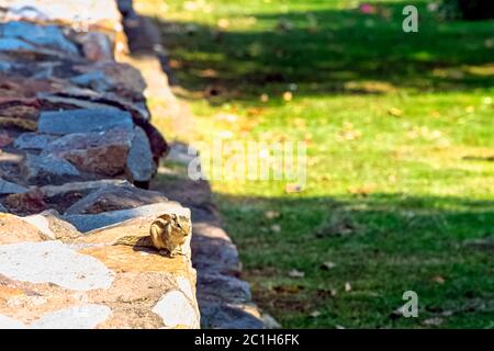 Scoiattolo di palma indiano o scoiattolo di palma a tre righe (Funambulus palmarum) - Nuova Delhi, India Foto Stock