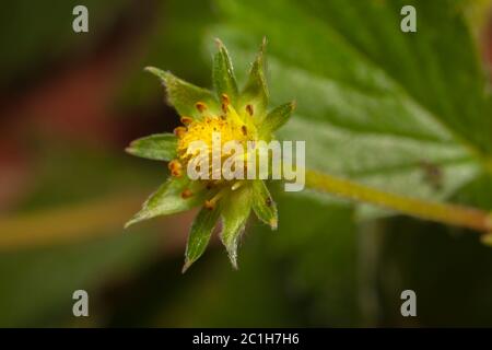 Giardino Strawberry fiore senza petali fiori e foglie verdi - giovane frutta verde Foto Stock