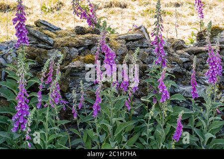 Potter Fell è una caduta nei pressi dei villaggi di Burneside e Staveley, Cumbria, Inghilterra. Sul cadavere sono presenti numerosi tarni, tra cui Gurnal Dubs Foto Stock