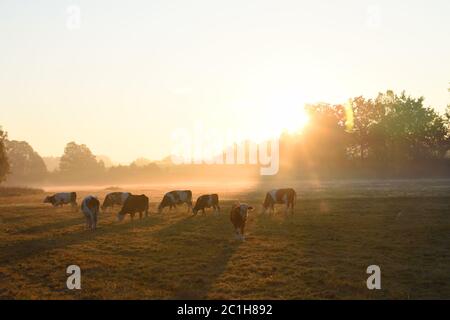 Una mandria di mucche al mattino su un prato Foto Stock