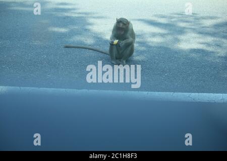 Scimmie rhesus Macaque nella foresta Foto Stock