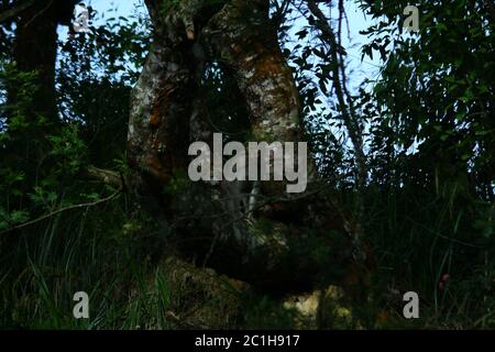 Scimmie rhesus Macaque nella foresta Foto Stock