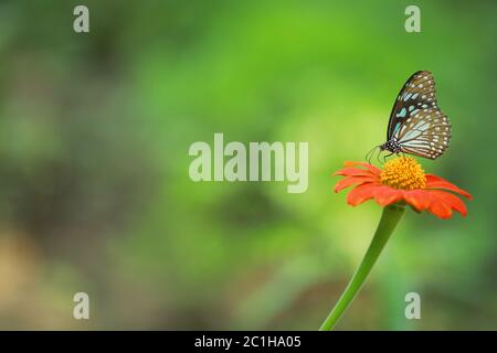 Primo piano di Butterfly impollinante su un fiore in giardino, sfondo verde sfocato, estremo primo piano con retroilluminazione. Foto Stock