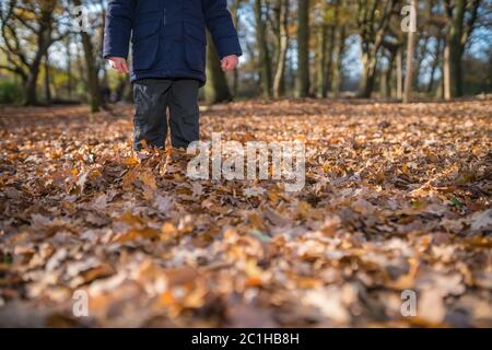 In piedi la caduta foglie di autunno Foto Stock