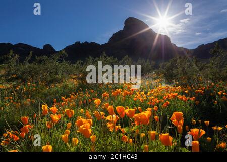 Picacho Peak Pinal County AZ / MARCH Mexican Gold Poppies moquette il pavimento del deserto sotto la faccia est di Picacho Peak nel sud dell'Arizona. V4 Foto Stock