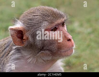 Rhesusaffe Macaca mulatta in ritratto Foto Stock