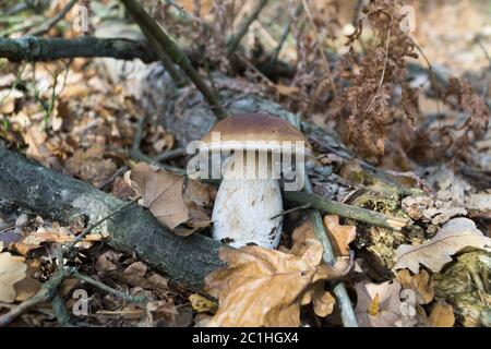 Funghi selvatici (Boletus) che cresce nella foresta naturale in autunno. Messa a fuoco selettiva. Foto Stock