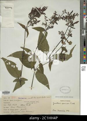 Justicia secunda Vahl Justicia secunda Vahl. Foto Stock