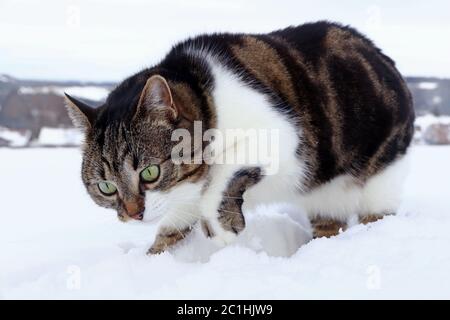 Un gatto caccia topi in inverno. Un gatto scavando per topi nella neve. Foto Stock