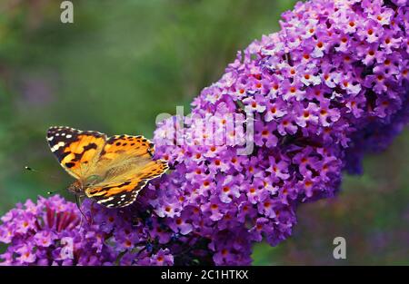 Thistle-rughe Vanessa Cardui sul piano estivo Buddleja Foto Stock