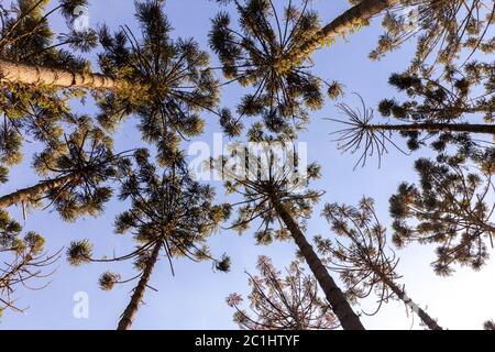 Araucaria angustifolia cime degli alberi visto dal basso - occhi formiche Foto Stock