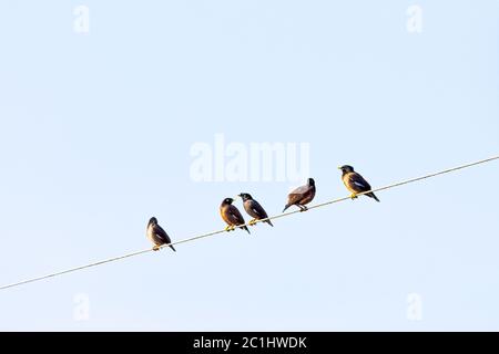 La myna comune o la myna indiana (Acristatheres tristis), a volte ha scritto mynah - Nuova Delhi, India Foto Stock