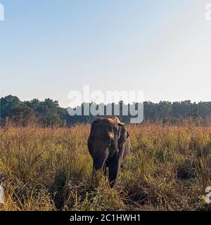L'elefante indiano (Elephas maximus indicus) è una delle tre sottospecie riconosciute dell'elefante asiatico e originaria dell'Asia continentale - Jim Corbett National Park, India Foto Stock