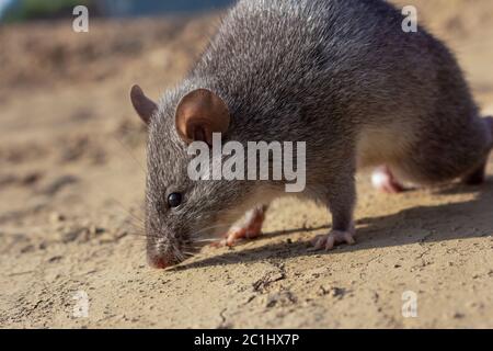 Rat bianco cinese, Niviventer confucianus, Nagaland, India Foto Stock