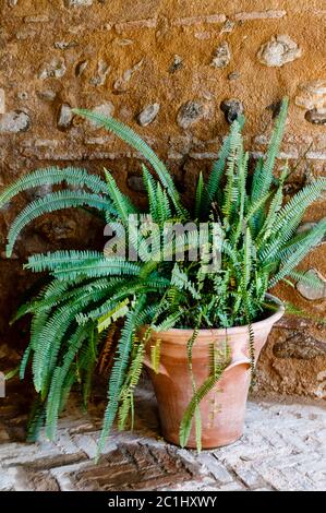 Pianta verde in vaso - Old World Forkedfern (Diclanopteris linearis) in un piccolo cortile spagnolo Foto Stock