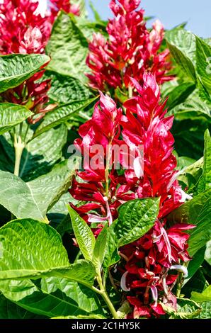 Megaskepasma erythrochlamys, comunemente chiamato il brasiliano mantello rosso. Questa è una vistosa pianta con fiori di colore bianco su rosso appariscente brattee. Foto Stock