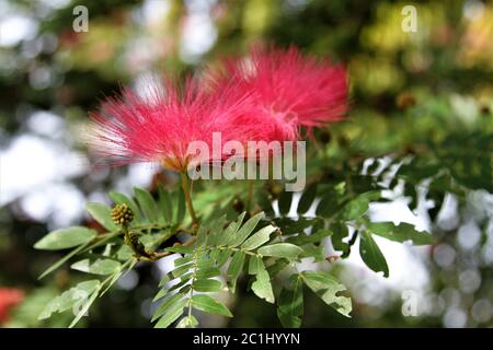 Polvere di rosa fiori di sfoglia Foto Stock