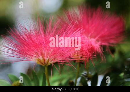 Polvere di rosa fiori di sfoglia Foto Stock