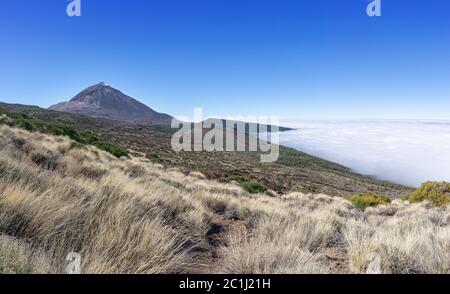 Erbe nella parte nord-orientale del parco nazionale Las Canadas del Teide a Tenerife con vista sul vulcano Teide Foto Stock