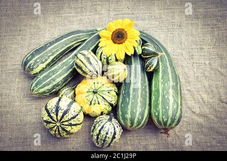 Zucchine di diverse varietà e dimensioni Foto Stock