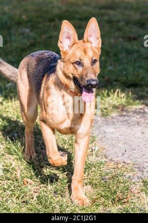 Cane Pastore Tedesco in cammino in primo piano Foto Stock