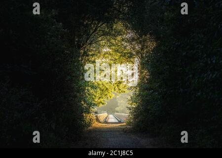 Percorso attraverso una foresta scura con una luce alla fine della foresta Foto Stock