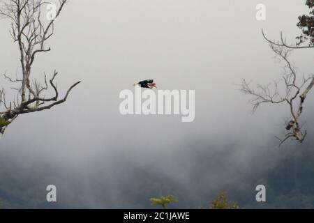 Un individuo maschio di Hornbill knobbed (Rhyticeros cassidix) sta volando sopra la foresta pluviale vicino al Monte Tangkoko e Duasudara nel Nord Sulawesi, Indonesia. Foto Stock