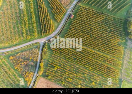 vista di un frutteto in autunno Foto Stock