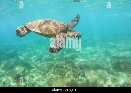 Green sea turtle above coral reef underwater photograph Stock Photo