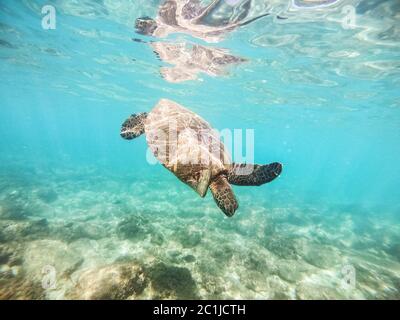 Green sea turtle above coral reef underwater photograph Stock Photo