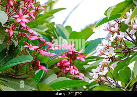 Il Frangipani Plumeria (Apocynaceae), chiamato anche Frangipani e Pua Melia sono caduche alberi tropicali noti per la loro cerosi, intensamente profumati fiori. Foto Stock