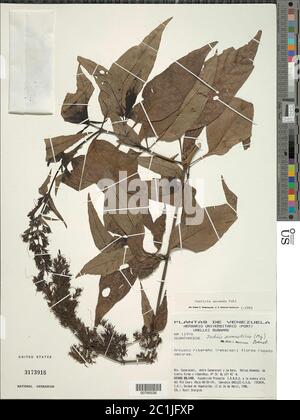 Justicia secunda Vahl Justicia secunda Vahl. Foto Stock