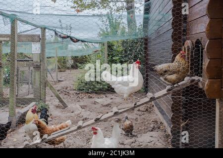 polpette di pollo in cortile posteriore in zona residenziale, gallina in un cortile di fattoria Foto Stock