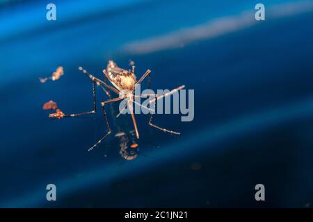 zanzara adulta sull'acqua - neonato insetti diptera volare Foto Stock