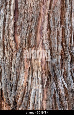 Dettaglio della corteccia di una giovane sequoia in formato ritratto Foto Stock