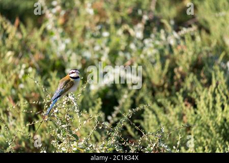 L'uccello locale è seduto su una filiale in Kenya Foto Stock