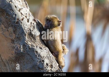 La scimmia piccola sta giocando su un ramo di albero Foto Stock