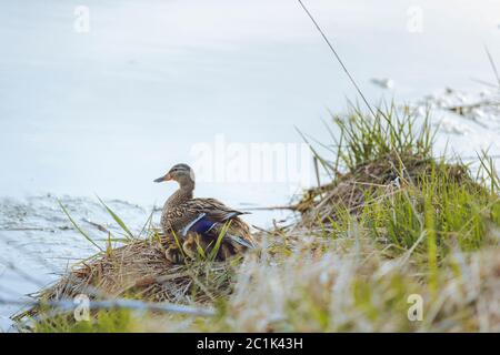 Una madre anatra guarda sopra le sue anatroccoli mentre si siede su una banca vicino ad uno stagno in un pomeriggio di primavera. Foto Stock