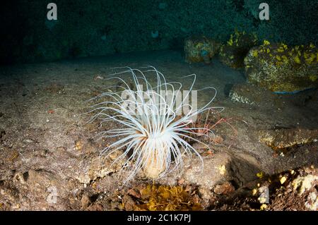 Anemone colorato (Cerianthus membranaceus) in una grotta subacquea (Mar de las Calmas Riserva Marina, El Hierro, Isole Canarie, Mare Atlantico, Spagna) Foto Stock