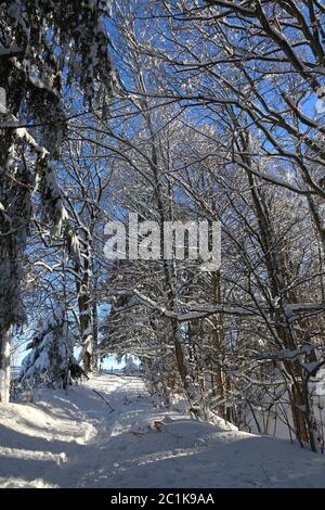 Bellissimo paesaggio invernale con molta neve e un piccolo sentiero nella foresta Foto Stock