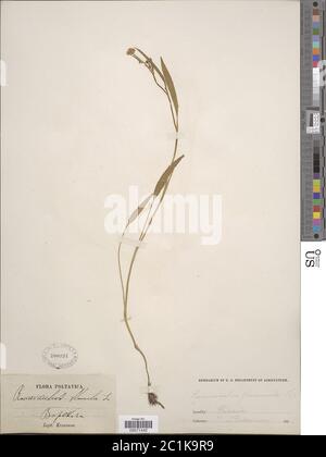 Ranunculus flammula Ranunculus flammula. Foto Stock